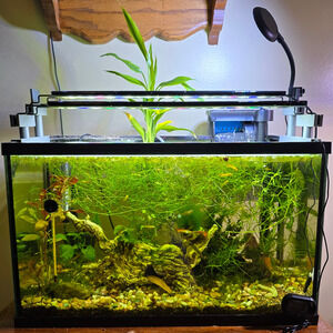 Hydroponic Aquarium Black Light Risers Staggered Extended Dual Tab 18mm Rim Base